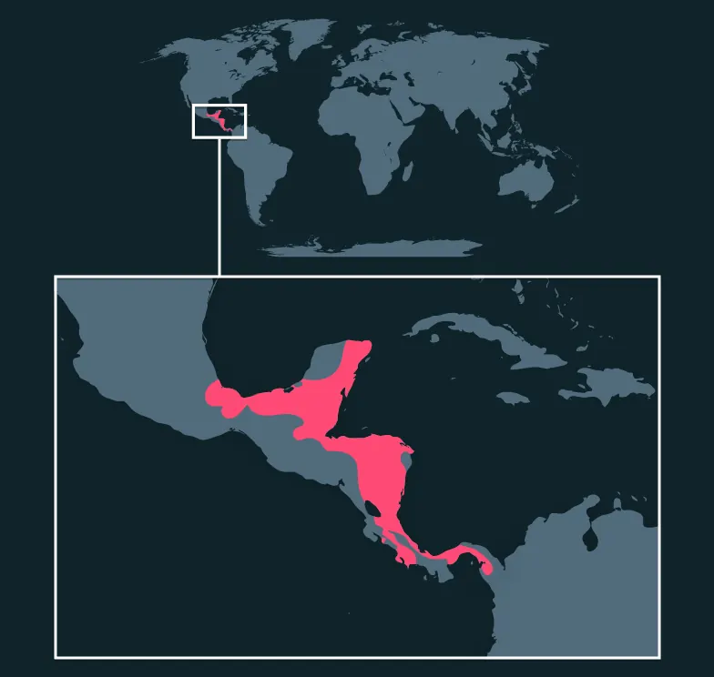 Red-Eyed Tree Frog distribution map