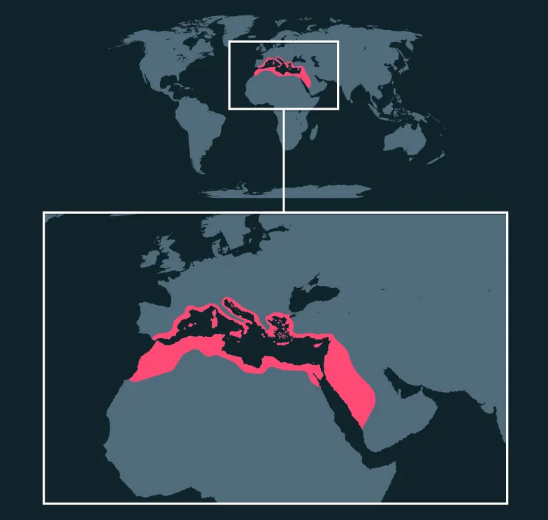 Sacred Scarab Beetle distribution map