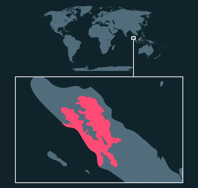 Sumatran Orangutan distribution map