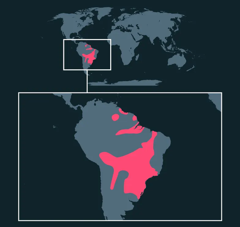 Toco Toucan distribution map