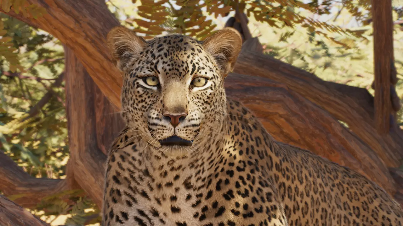 African Leopard in Planet Zoo 2