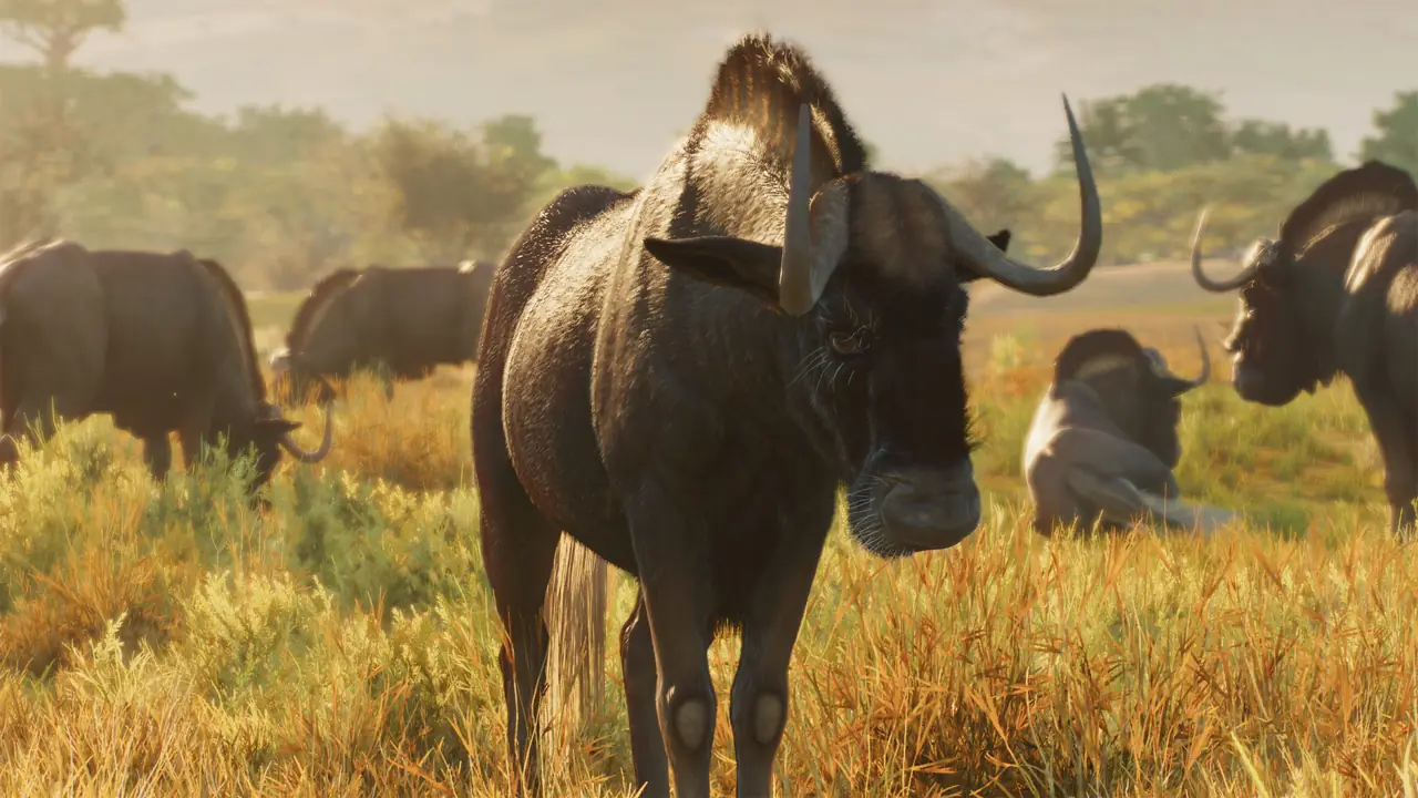 Black Wildebeest in Planet Zoo 2