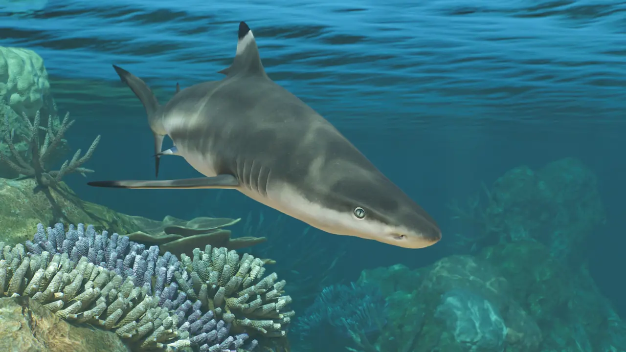 Blacktip Reef Shark in Planet Zoo 2