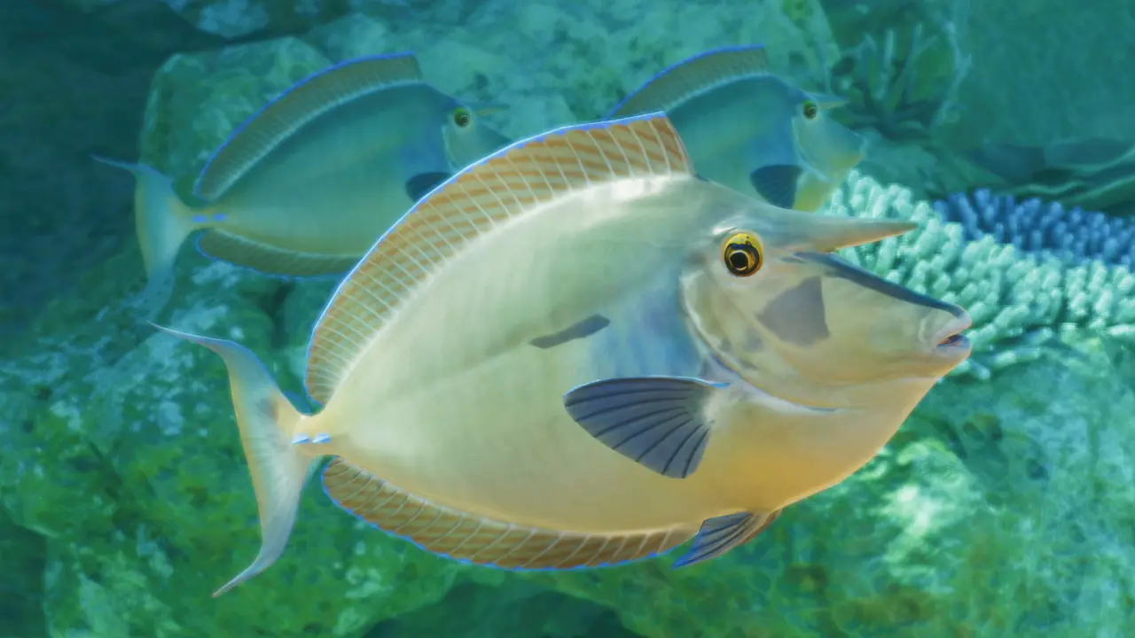 Bluespine Unicornfish in Planet Zoo 2