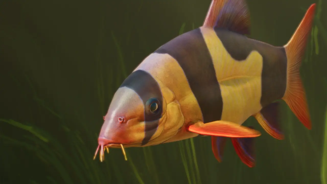 Clown Loach in Planet Zoo 2