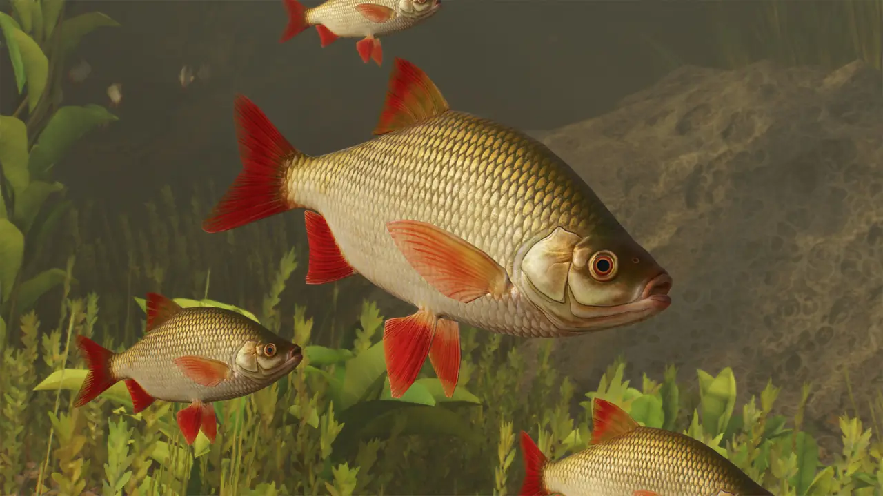 Common Rudd in Planet Zoo 2