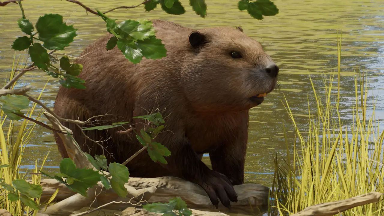 Eurasian Beaver in Planet Zoo 2
