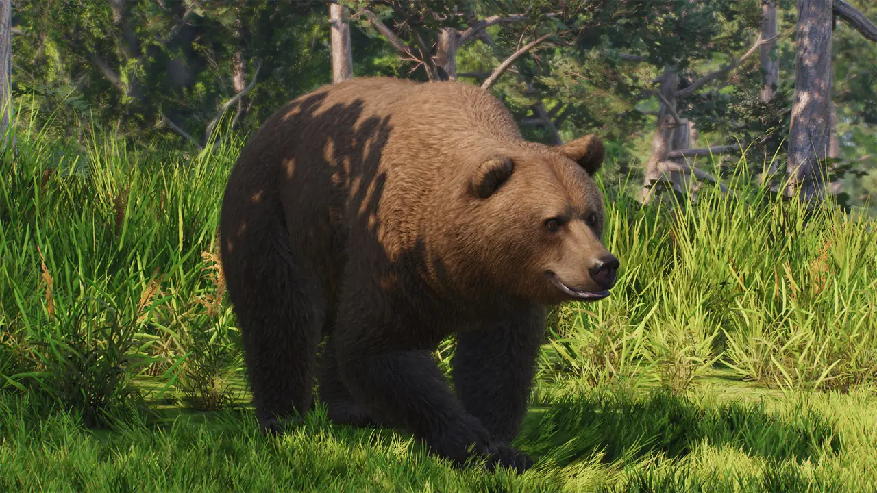 Eurasian Brown Bear in Planet Zoo 2