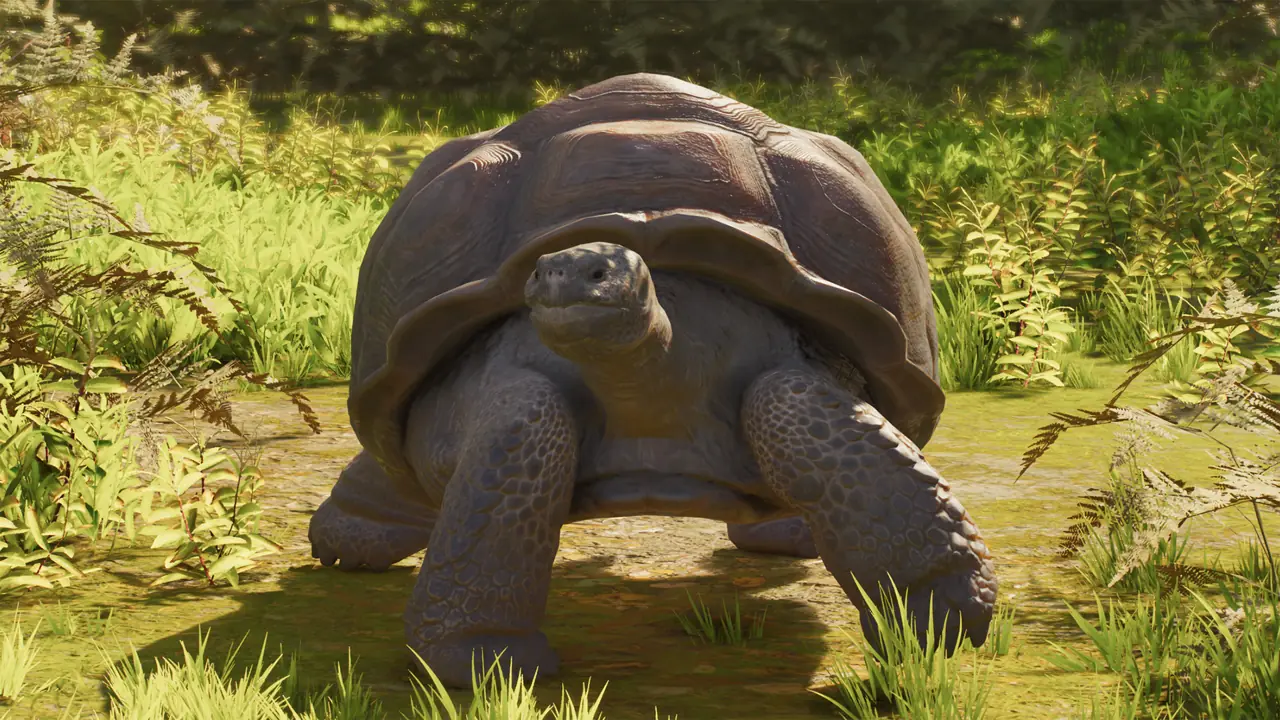 Galápagos Giant Tortoise in Planet Zoo 2