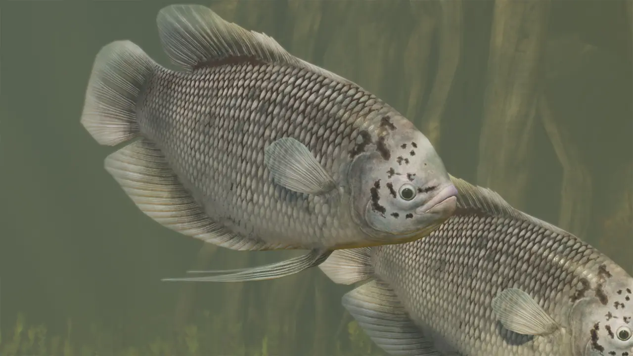 Giant Gourami in Planet Zoo 2