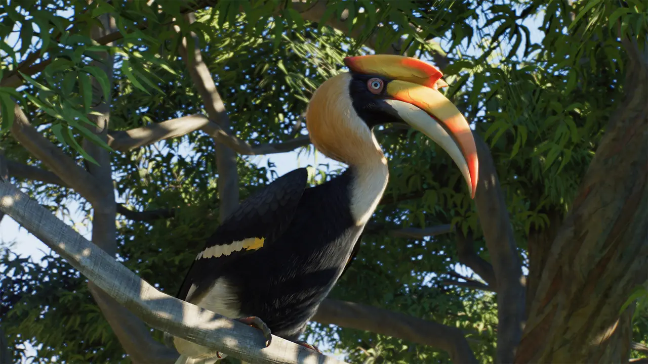 Great Hornbill in Planet Zoo 2