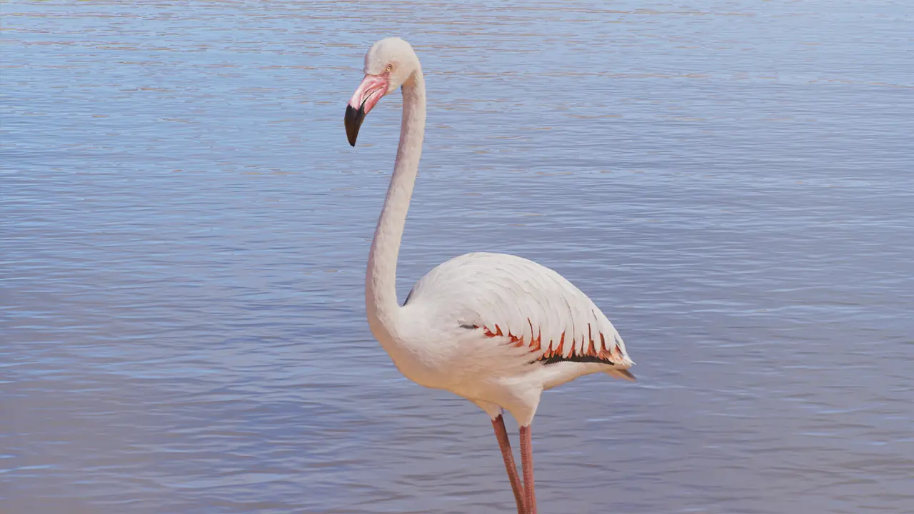 Greater Flamingo in Planet Zoo 2