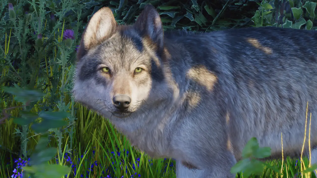 Grey Wolf in Planet Zoo 2