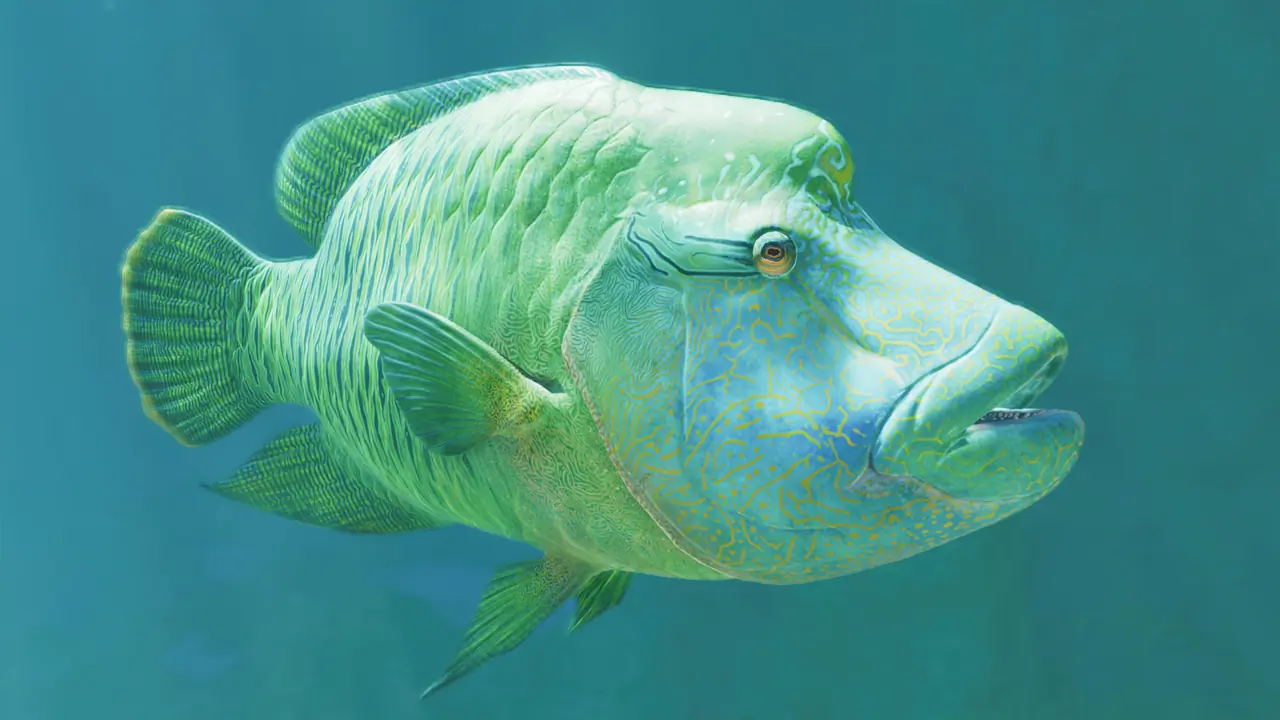 Humphead Wrasse in Planet Zoo 2