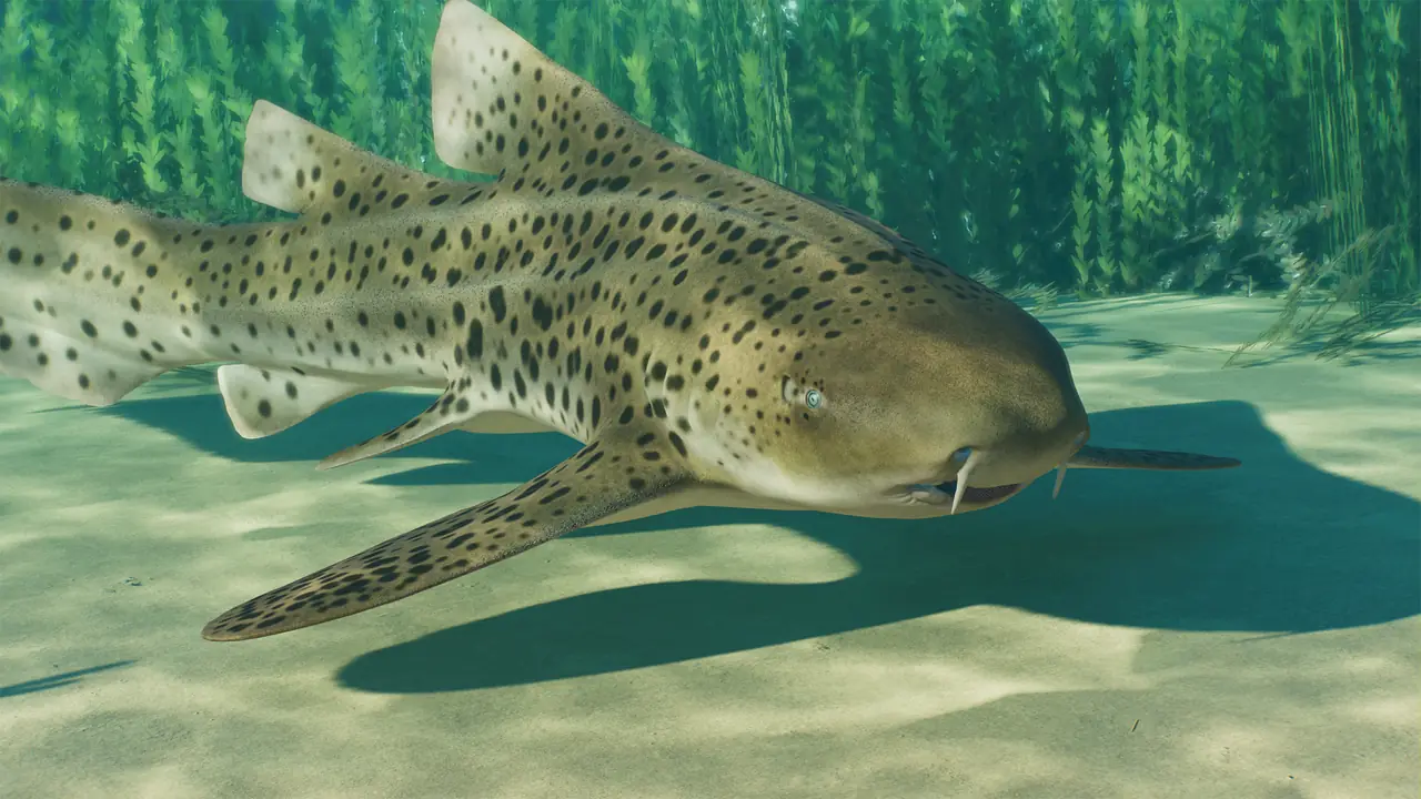 Indo-Pacific Leopard Shark in Planet Zoo 2