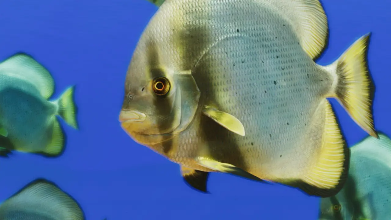 Longfin Batfish in Planet Zoo 2