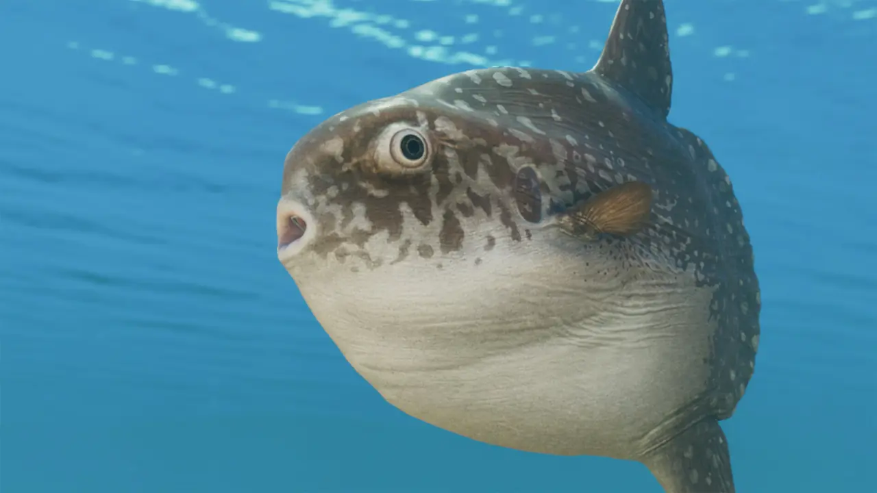 Ocean Sunfish in Planet Zoo 2