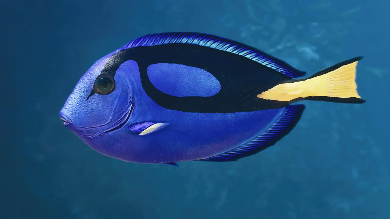 Palette Surgeonfish in Planet Zoo 2