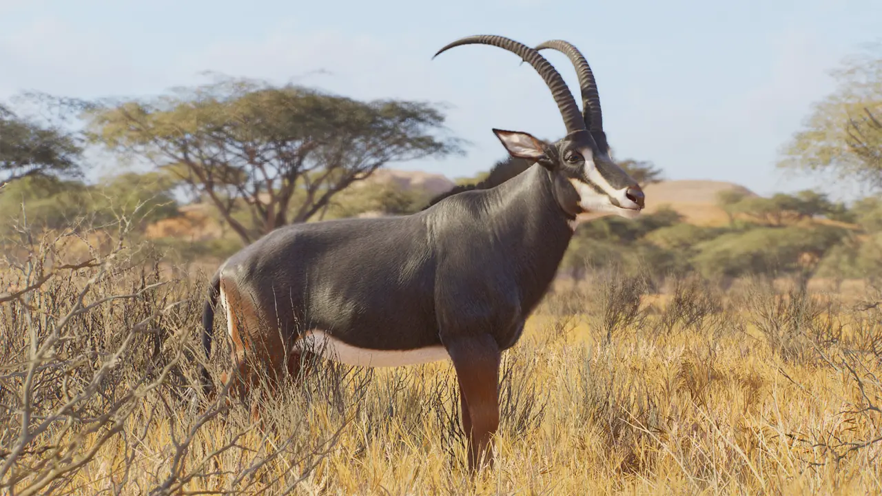 Sable Antelope in Planet Zoo 2
