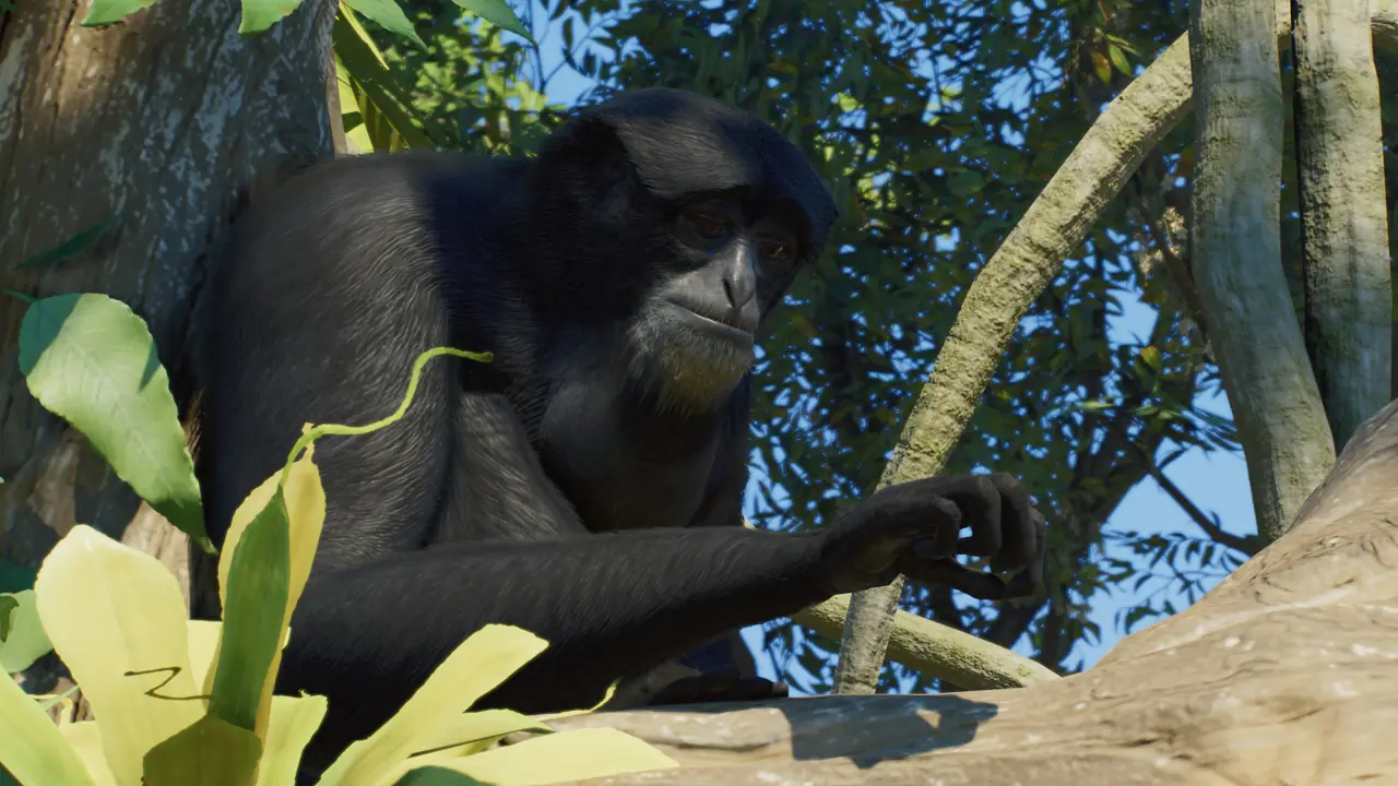 Siamang in Planet Zoo 2