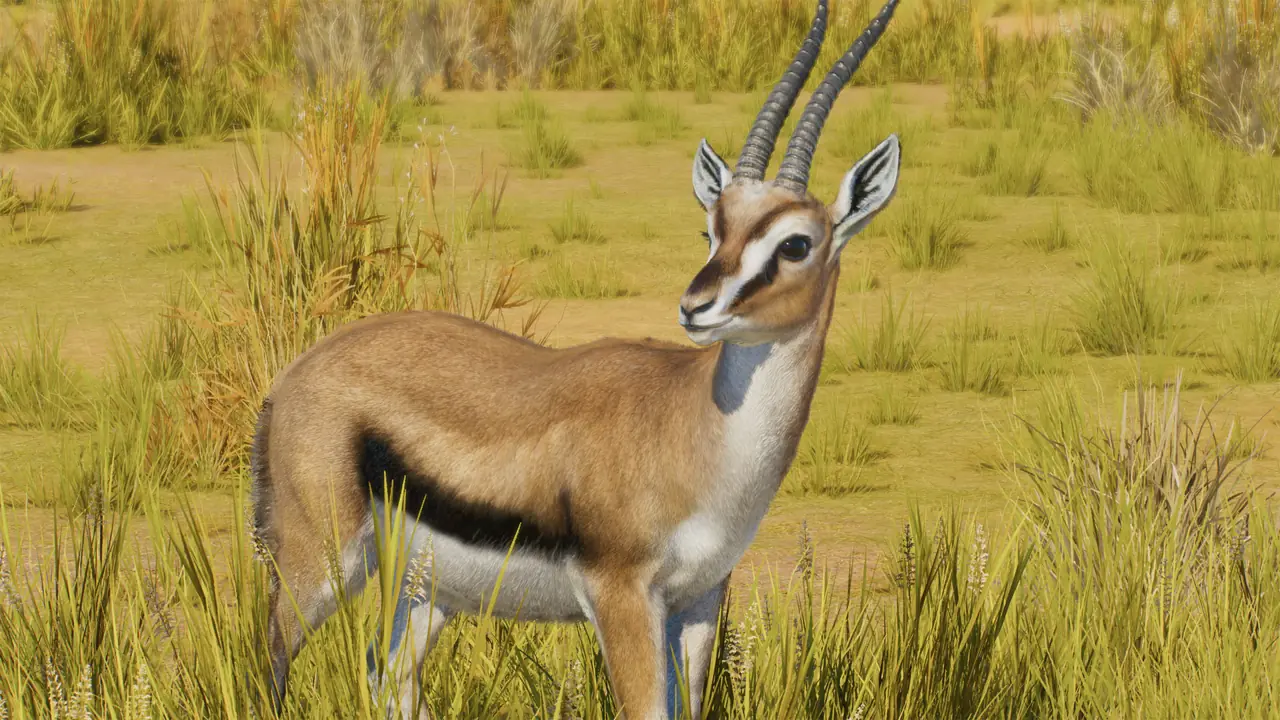 Thomson's Gazelle in Planet Zoo 2