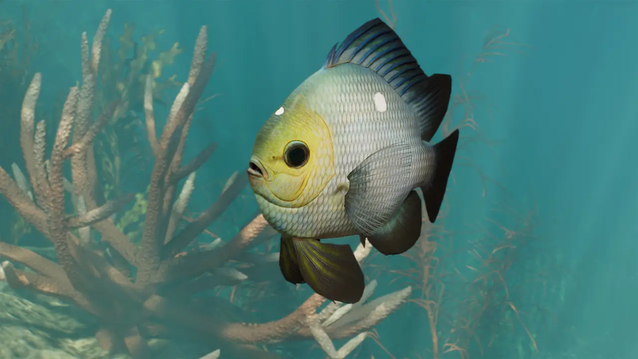 Threespot Damselfish in Planet Zoo 2