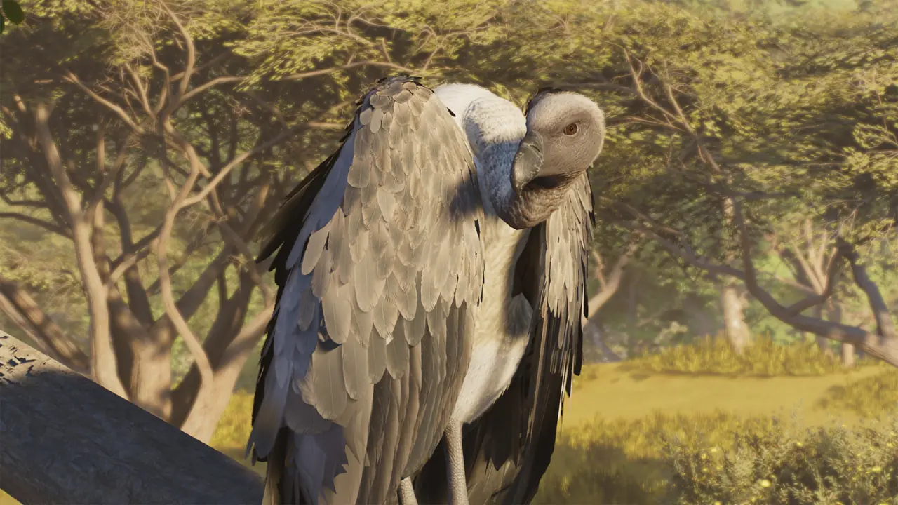 White-Backed Vulture in Planet Zoo 2
