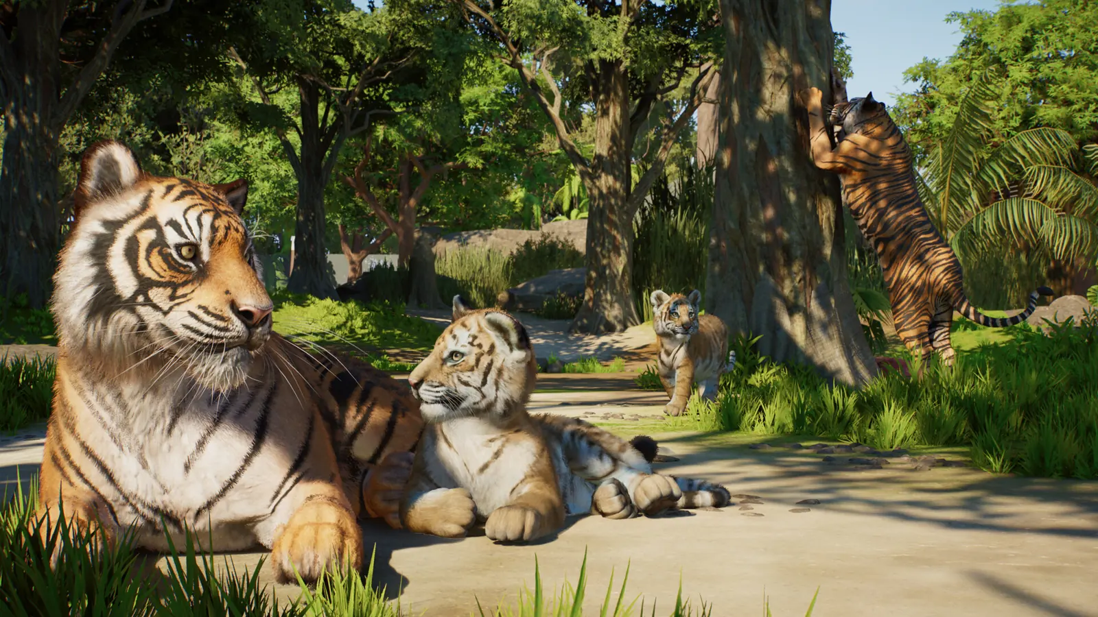 Planet Zoo 2 tigers resting together in a shared planted habitat