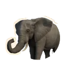 African Savannah Elephant