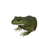 American Bullfrog