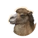 Bactrian Camel