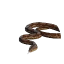 Boa Constrictor