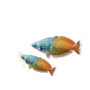 Boeseman's Rainbowfish