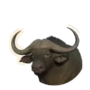 Cape Buffalo