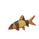 Clown Loach
