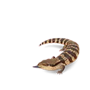 Common Bluetongue