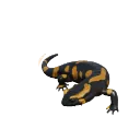 Fire Salamander