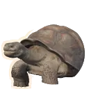 Galápagos Giant Tortoise