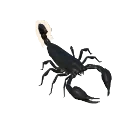 Giant Forest Scorpion