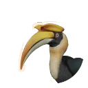 Great Hornbill