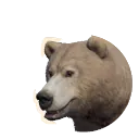 Grizzly Bear