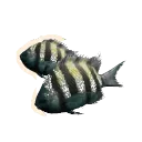 Indo-Pacific Sergeant