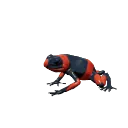 Lehmann's Poison Frog