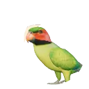 Long-Tailed Parakeet