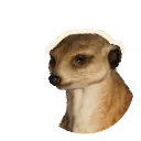 Meerkat
