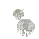 Moon Jelly