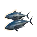 Pacific Bluefin Tuna