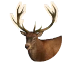 Red Deer