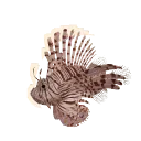 Red Lionfish