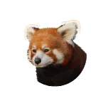 Red Panda